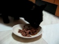 Click here to watch this video FORZA10の猫缶を食べる猫ノア