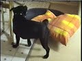HUMPING STAFFY TEAL\