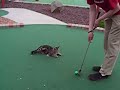 Golfing Cat