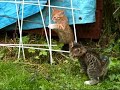 Beruhigen mit spielenden Katzen Beruhigen mit spielenden Katzen