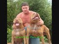 Red Nose Pit Bulls at Home Red Nose Pit Bulls at Home