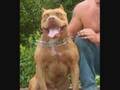 Red Nose Pit Bulls at Home