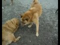 Playdate 11-28-08
