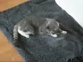 Drunk_Cat.3gp