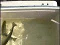 Trolling for Trout - Doubles Trolling for Trout - Doubles