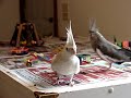 female cockatiels just chillin