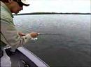See Smallmouths hit the lure underwater
