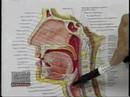 0 Apnea