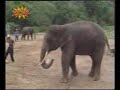 Elephant world cup Elephant world cup