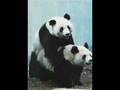panda-porn
