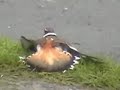 Killdeer broken wing act.