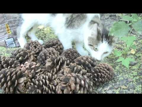 how to eliminate feral cats