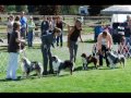 Mini Aussie Nationals 2008