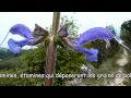 Comment déposer du pollen sur le dos des insectes (fleur de sauge sauvage) - Pont-en-Royans - 38
