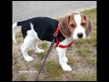 mc-proz-mein-hund.html
