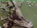 Aquakultur Video ansehen