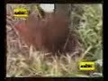 Extracci�n de muestras de suelo