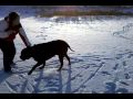 English mastiffs playing in snow