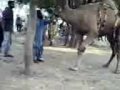 Camel Nahar.3gp