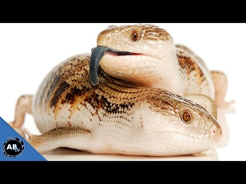 YouTube reptile video