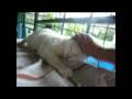 videos de Tze-An