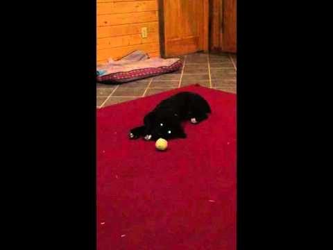 FJ playing with his favorite toy