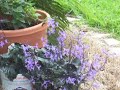 hummingbird moth