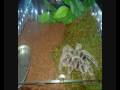 videos de Lasiodora difficilis