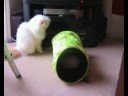 How to bully your little cat sister! How to bully your little cat sister!