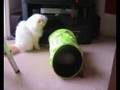 How to bully your little cat sister!