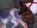 Massage cat :)