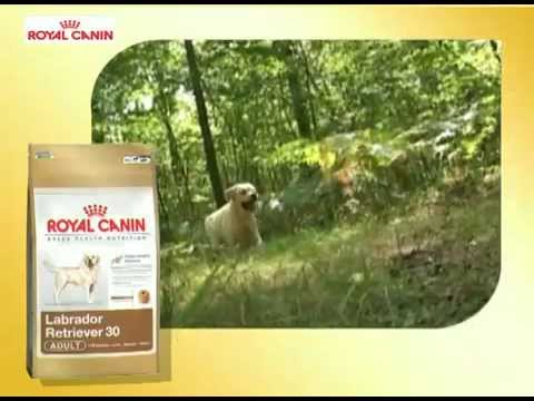Royal Canin-labrador retriever-30-Su Mascota.es