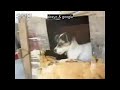 Chien viole une poule !
