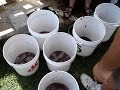 Bella Vineyards - Grape Stomp Competition