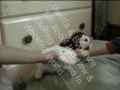 Webkinz World Newscast Webkinz World Newscast
