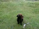 Harry the cocker spaniel up Fyrish