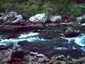 Savage River