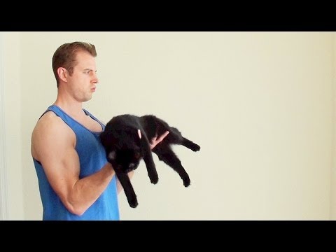 how to help cat lose weight