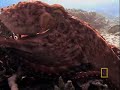 Octopus Escape