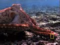 Octopus Escape Octopus Escape