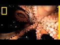 Octopus Escape