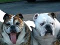 Toby, Bebe & Bunny the Bulldogs