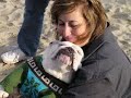 Toby, Bebe & Bunny the Bulldogs