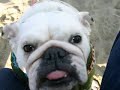 Toby, Bebe & Bunny the Bulldogs