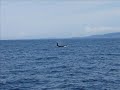 Whale Watching Aug 26 2008 10am Geoff oceanexplorations.com Whale Watching Aug 26 2008 10am Geoff oceanexplorations.com