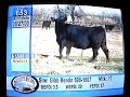 Crazy Livestock Auction Guy... Fastest Mouth in the South!