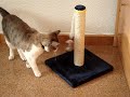GATA PARANOICA