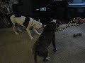 magnum and sweetie with the pull rope