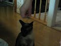 Catbook Movie: Me and My Elephant Catbook Movie: Me and My Elephant