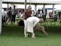 Logan op de Windsor Dogshow 2008
